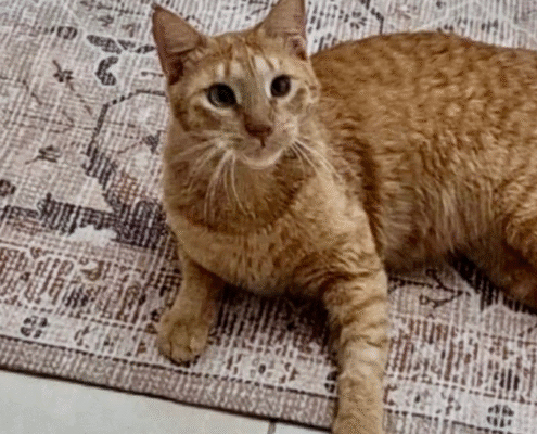 Screenshot 2025-09-26 193438