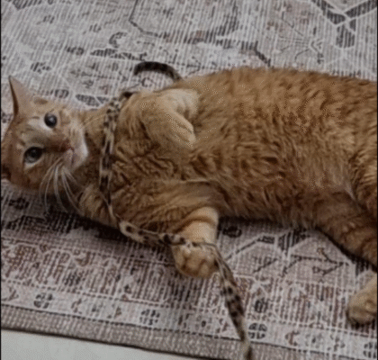 Screenshot 2025-09-26 193450