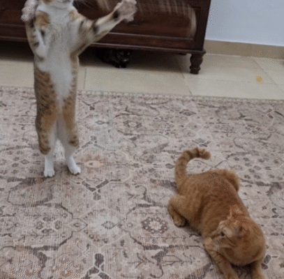 Screenshot 2025-09-26 193502