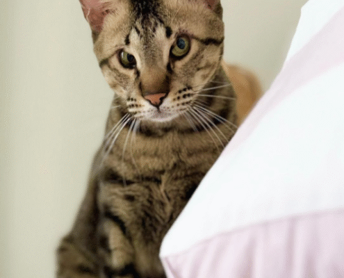 Screenshot 2025-10-26 200338