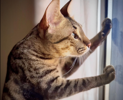 Screenshot 2025-10-26 200408