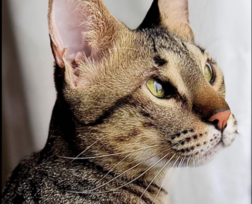 Screenshot 2025-10-26 200427