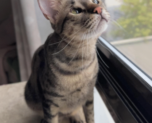 Screenshot 2025-10-26 200445