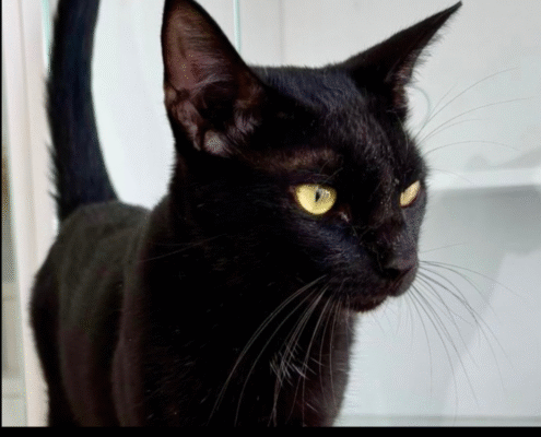 Screenshot 2025-10-26 201431