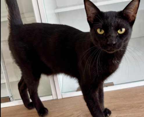 Screenshot 2025-10-26 201449