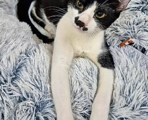 Screenshot 2025-10-26 202233