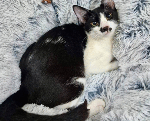 Screenshot 2025-10-26 202245