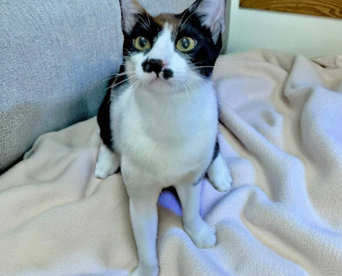 Screenshot 2025-10-26 202329