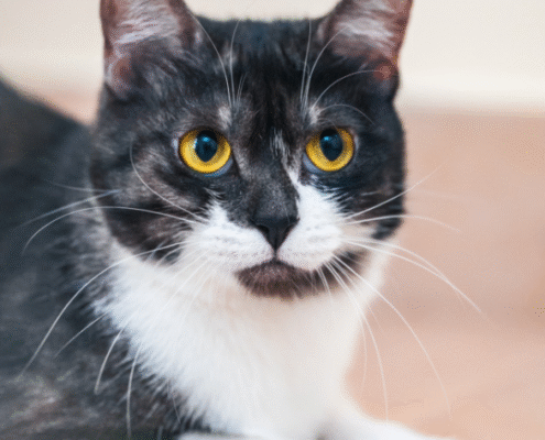 Screenshot 2025-10-26 203129