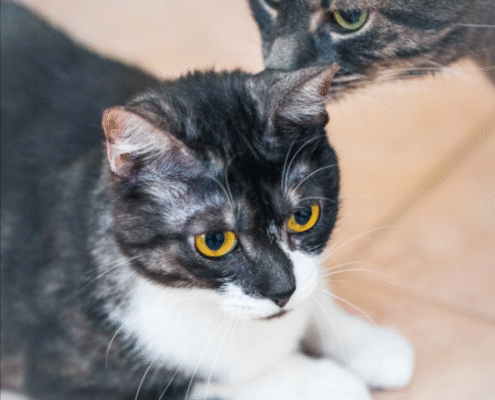 Screenshot 2025-10-26 203142