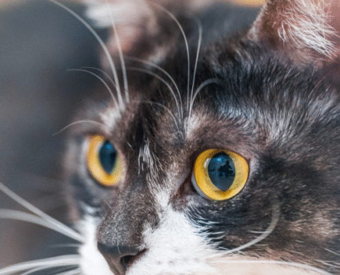 Screenshot 2025-10-26 203207