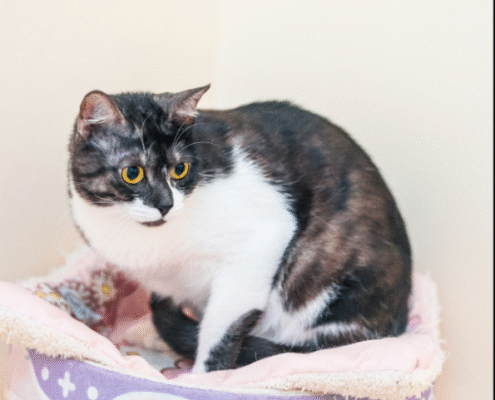 Screenshot 2025-10-26 203218