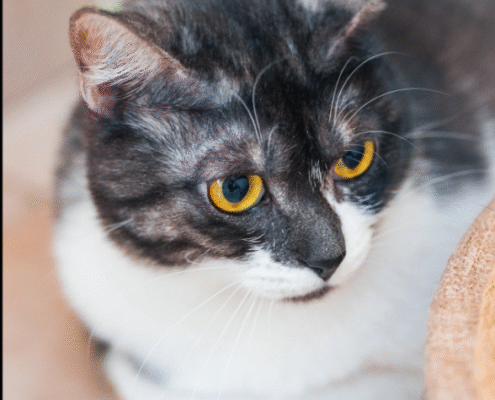 Screenshot 2025-10-26 203231