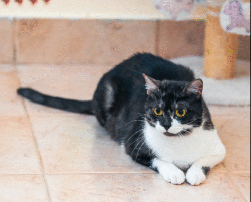 Screenshot 2025-10-26 203243