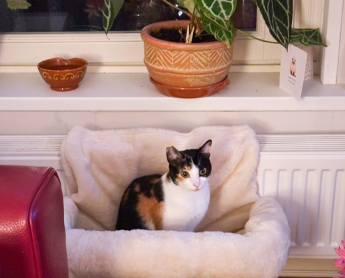 WhatsApp Image 2025-10-13 at 1.56.24 PM (3)