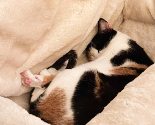 WhatsApp Image 2025-10-13 at 1.56.25 PM (1)