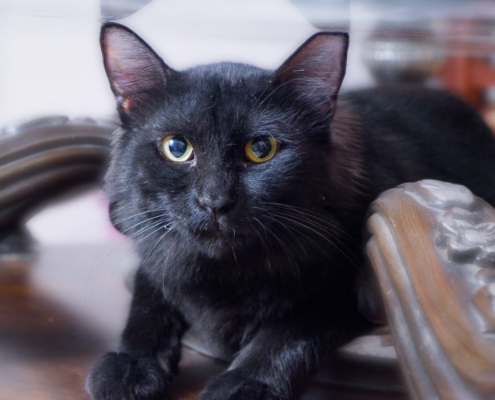 WhatsApp Image 2025-11-07 at 01.52.23_85af0986