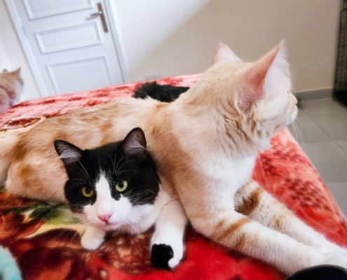 WhatsApp Image 2025-11-10 at 17.49.05_0b8db026