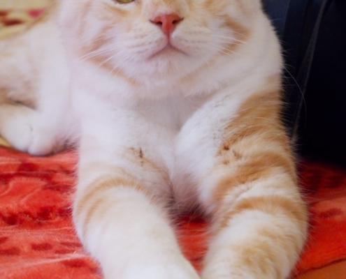 WhatsApp Image 2025-11-10 at 17.49.08_652513ff