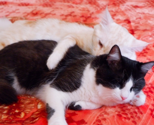 WhatsApp Image 2025-11-10 at 17.49.08_c01e26c2