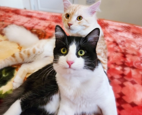 WhatsApp Image 2025-11-10 at 18.19.42_e59e844d