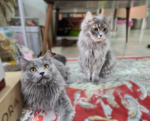 WhatsApp Image 2025-11-20 at 17.32.21_9455649f