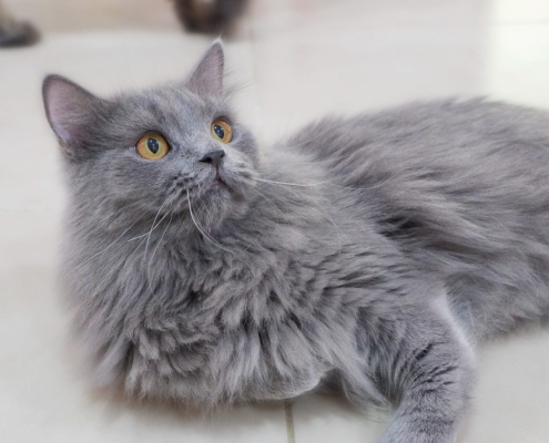 WhatsApp Image 2025-11-20 at 17.32.46_3fdb37b9