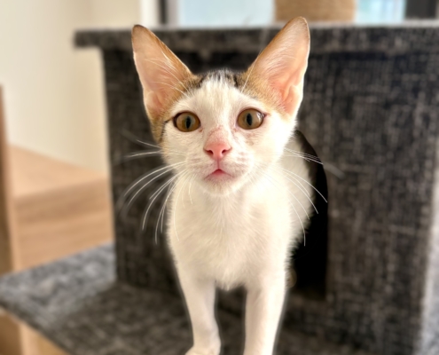 Photoroom_047_20251230_165131