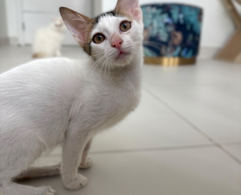 Photoroom_097_20251230_165131