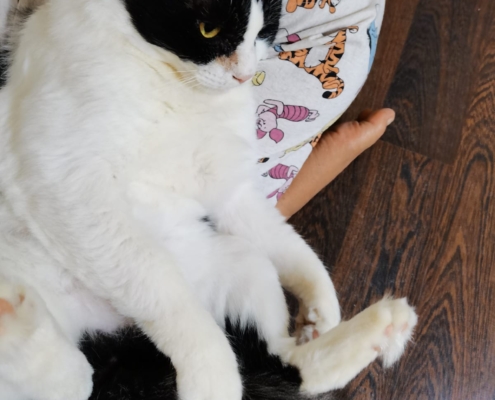 WhatsApp Image 2026-01-11 at 6.05.01 PM (2)