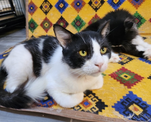 WhatsApp Image 2026-01-11 at 6.05.03 PM